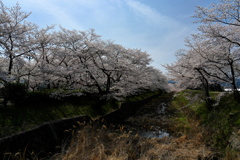 和らぎの道の桜並木２