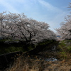和らぎの道の桜並木２