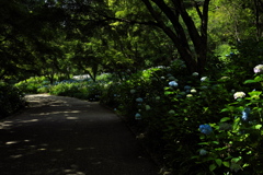 森林植物園１（あじさい坂）