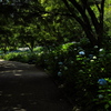 森林植物園１（あじさい坂）