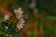 野路菊（オジギク）２