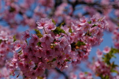 春を運ぶ花々（カワヅザクラ）
