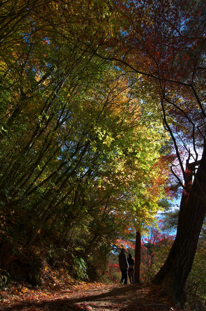 紅葉の散歩道
