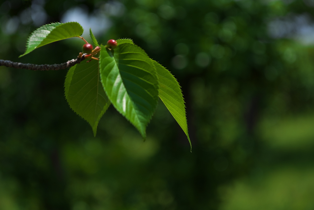 大島桜（オオシマザクラ）の実３