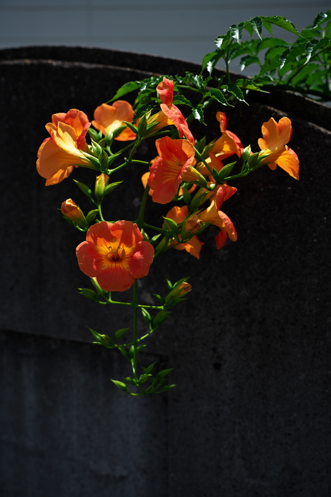 街角の凌霄花（ノウゼンカズラ）