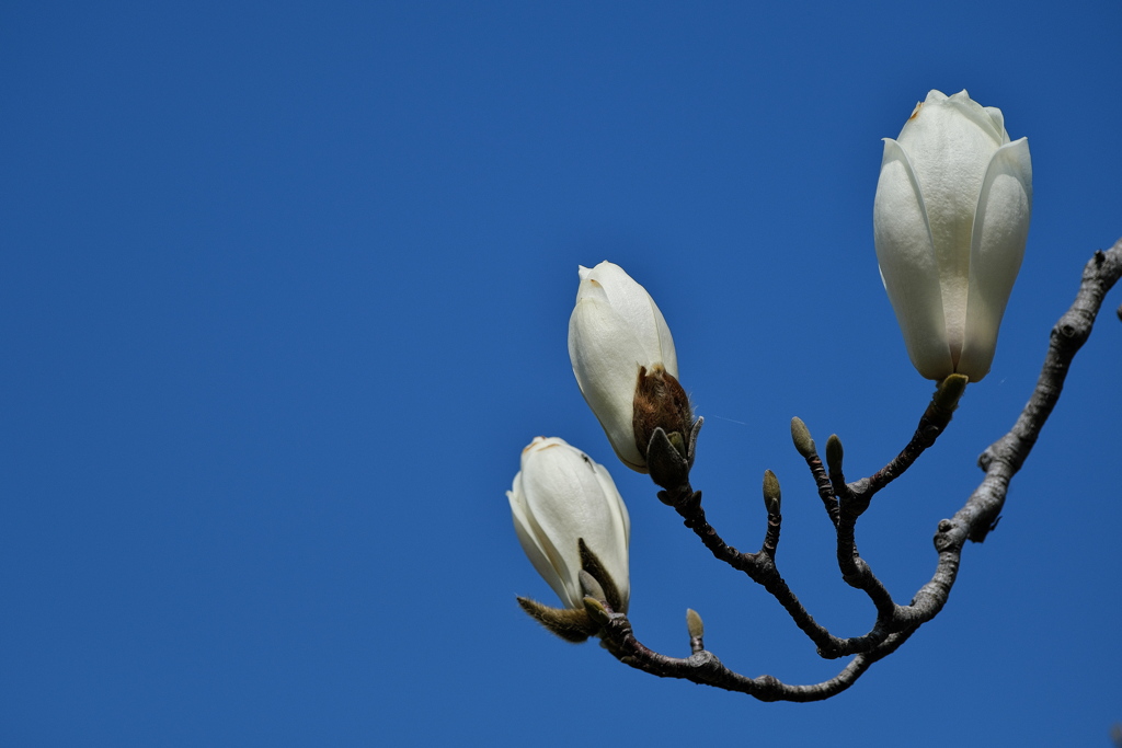 公園に咲く白木蓮（ハクモクレン）１
