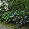 長弓寺にて１（アジサイ）