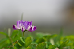 田圃に咲く紫雲英（ゲンゲ）