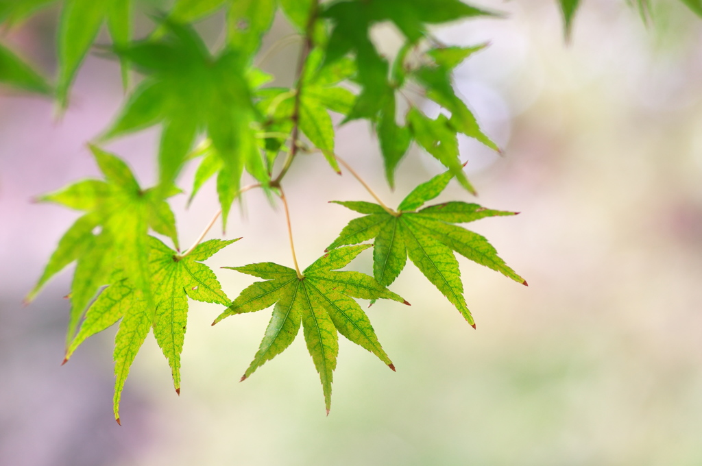 紅葉を待つ木々２（イロハモミジ）