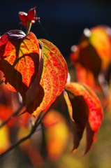 街で見つけた紅葉２（ハナミズキ）
