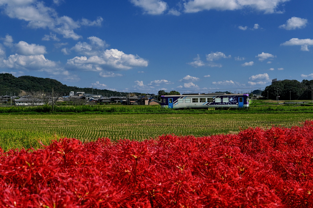 北条鉄道と彼岸花２