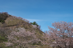 桜華園（おうかえん）の山の桜