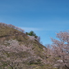 桜華園（おうかえん）の山の桜