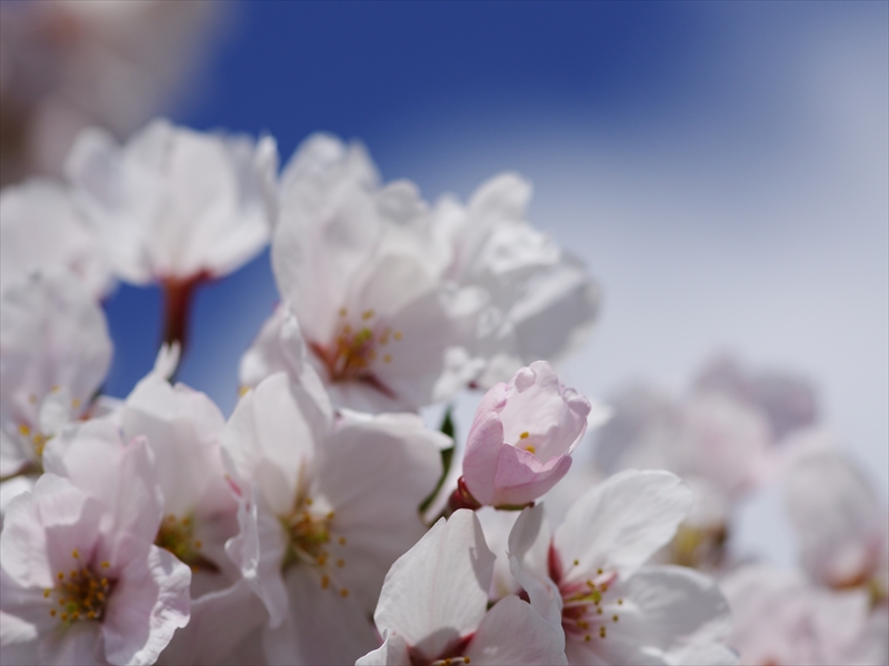 桜（サクラ）咲く２