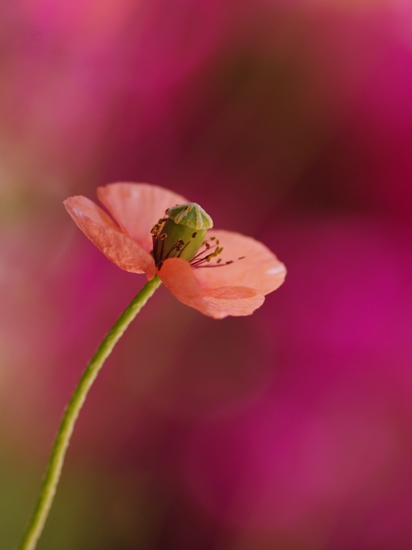 長実雛罌粟（ナガミヒナゲシ）８