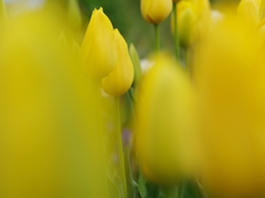 黄色のチューリップ