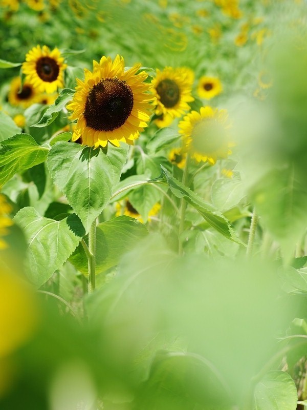 万博記念公園ひまわりフェスタ２
