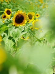 万博記念公園ひまわりフェスタ２