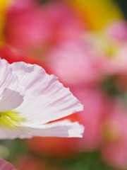 雛罌粟（ヒナゲシ）