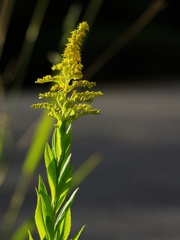 背高泡立草（せいたかあわだちそう）３