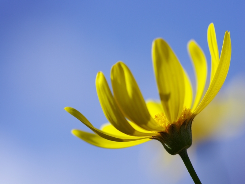 冬の花５（マーガレットコスモス１）