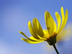 冬の花５（マーガレットコスモス１）