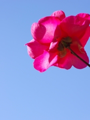 冬の花１１（山茶花）