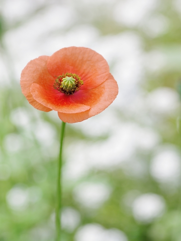 長実雛罌粟（ナガミヒナゲシ）１１