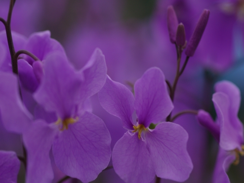 諸葛菜（ショカツサイ）