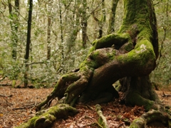 古都奈良の風景７