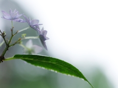 紫陽花は雨が似合う６