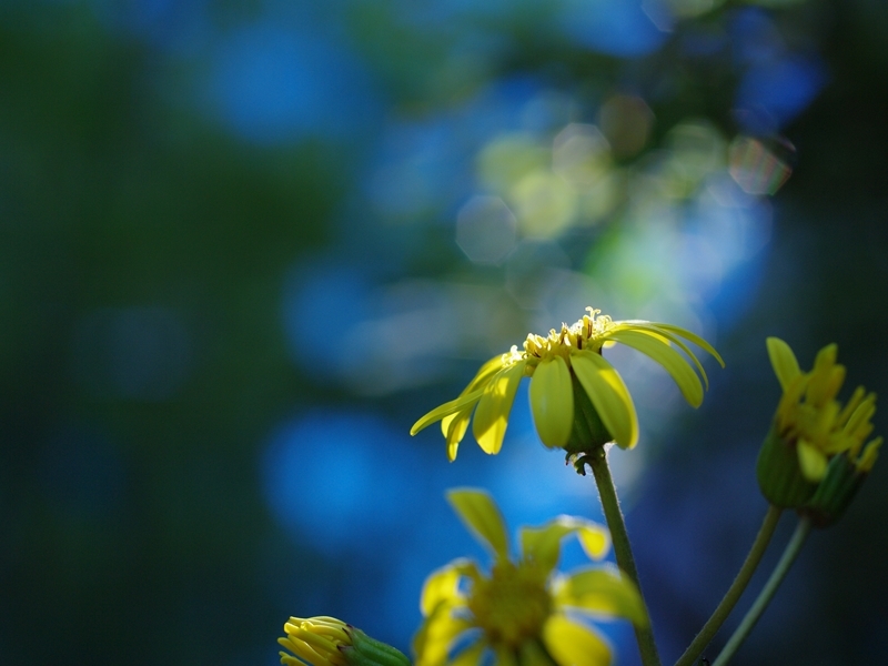 黄色い花（ツワブキ）