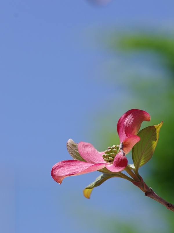 花水木（ハナミズキ）４