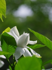 梔（クチナシ）６