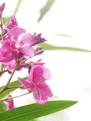 夏の花１０「夾竹桃（キョウチクトウ）」