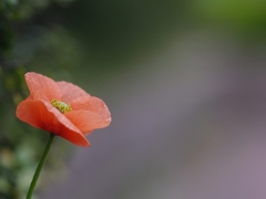 長実雛芥子（ナガミヒナゲシ）３