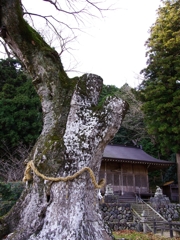 八代の大ケヤキ