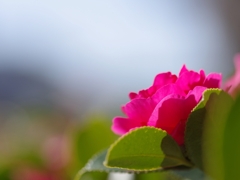 冬の花１（寒椿１）