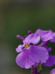 諸葛菜（ショカツサイ）