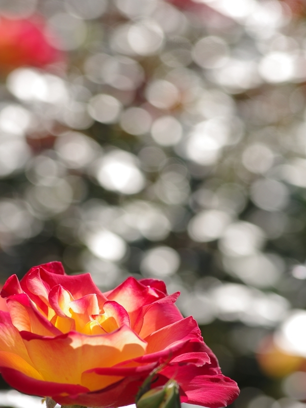 秋の日差しと薔薇（バラ）