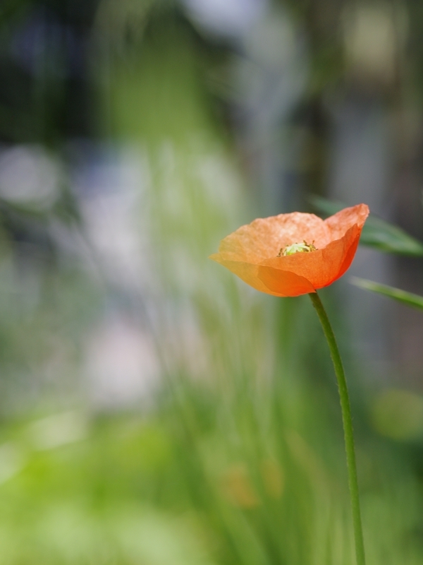 長実雛罌粟（ナガミヒナゲシ）１０