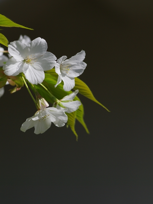 大島桜（オオシマザクラ）