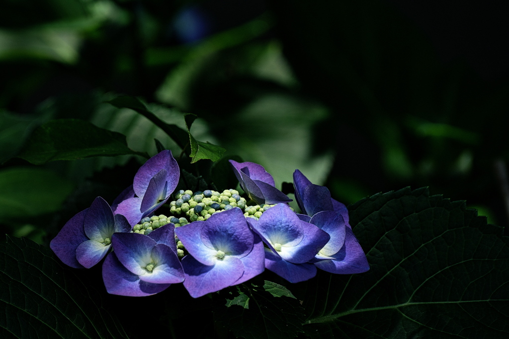 梅雨待ちの紫陽花（アジサイ）６