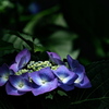 梅雨待ちの紫陽花（アジサイ）６