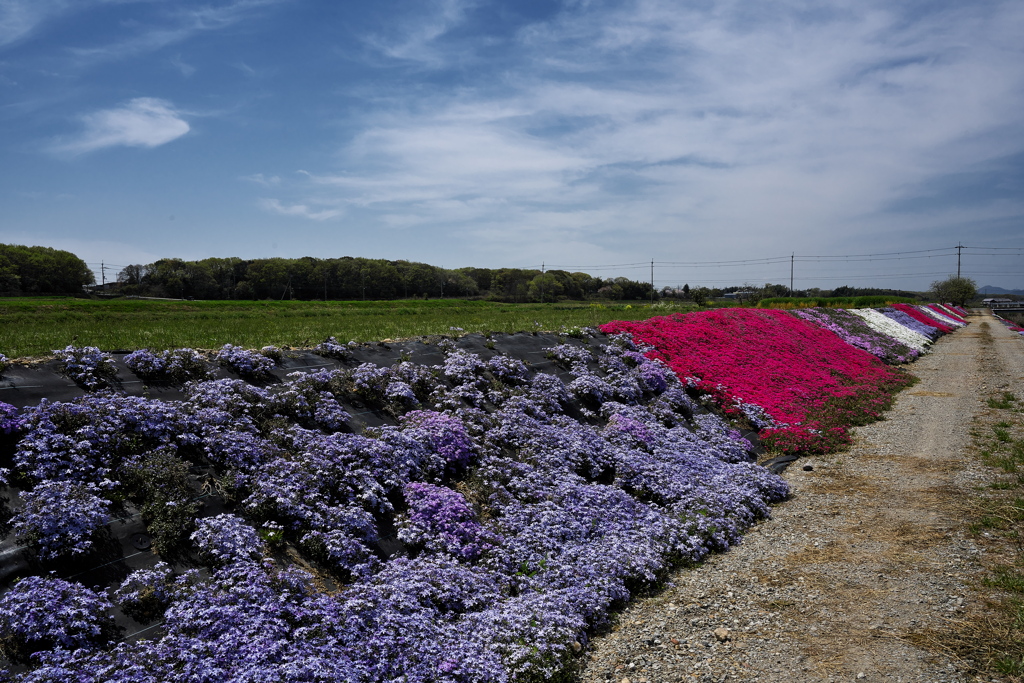 草谷川の芝桜２