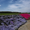 草谷川の芝桜２