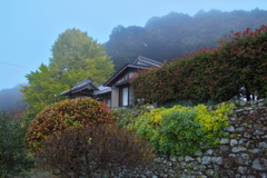 光泉寺（こうせんじ）の子授けイチョウ