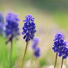 早春の野草花１５（ルリムスカリ）