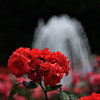 薔薇（バラ）と噴水１