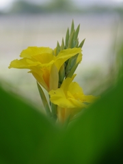 夏の花々４（カンナ）